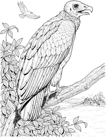 Perched Turkey Vulture Coloring Page